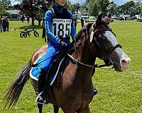 pony-club