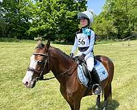 pony-for-sale