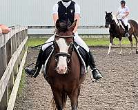 usef-pony