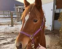 grand-sire-filly