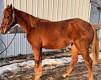 grand-sire-paint-horse