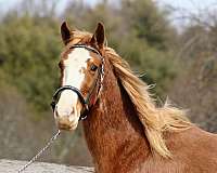 dead-broke-tennessee-walking-horse