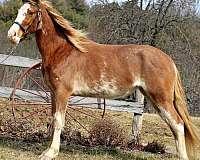 broodmare-tennessee-walking-horse