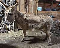 11-hand-grey-donkey