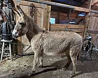 bred-foal