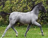 classical-lipizzan-horse