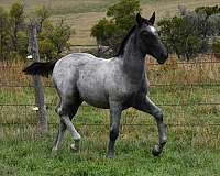 companion-lipizzan-horse