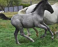 eventing-lipizzan-horse