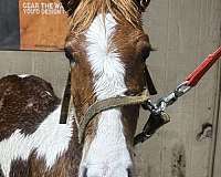 paint-colt