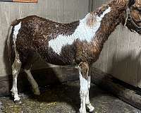 paint-horse-for-sale