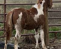 paint-horse
