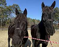 17-hand-percheron-gelding
