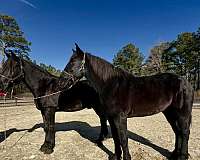 black-percheron-gelding