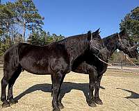 black-gelding-for-sale