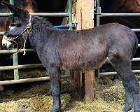 brown-donkey-male