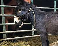 all-around-donkey