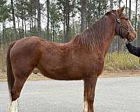 sorrel-belgian-morgan-gelding