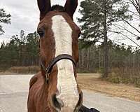 sorrel-driving-trail-horse