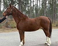 driving-trail-belgian-morgan-horse