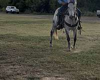 grey-dapple-horse
