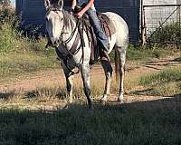 dapple-horse