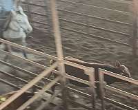 ranch-quarter-horse
