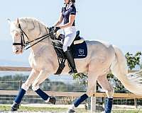 perlino-pre-stallion
