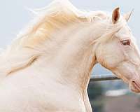 andalusian-horse