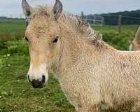 fjord-colt-horse