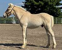 fjord-colt-gelding