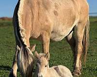 near-me-fjord-horse