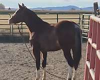 blaze-horse