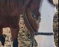 4-white-socks-horse