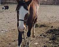 coon-tail-horse