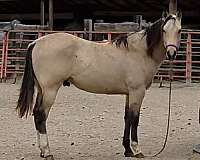 star-horse