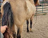 snip-horse