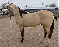 3-white-socks-horse