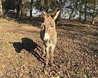 grulla-cross-over-shoulders-white-muzzle-pony