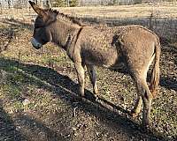 grulla-donkey-stallion