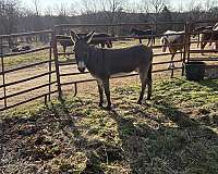 white-muzzle-belly-dark-legs-cross-on-withers-donkey