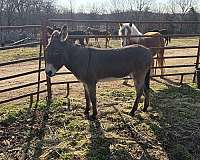dun-w-blk-points-white-muzzle-belly-dark-legs-cross-on-withers-donkey