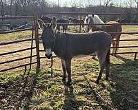 white-muzzle-belly-dark-legs-cross-on-withers