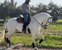 wester-andalusian-horse
