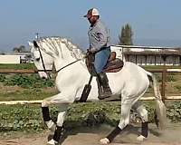 olympic-stallion