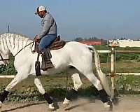 fei-andalusian-horse