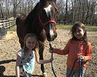 quarter-pony-gelding