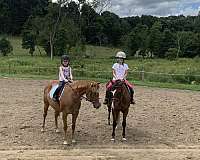 quarter-pony-for-sale