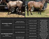 deposit-stallion
