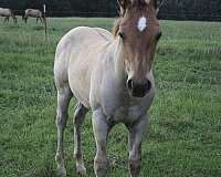 foal-in-utero-horse