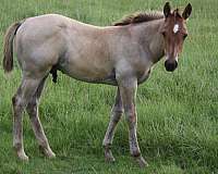 quarter-horse-unborn-foal